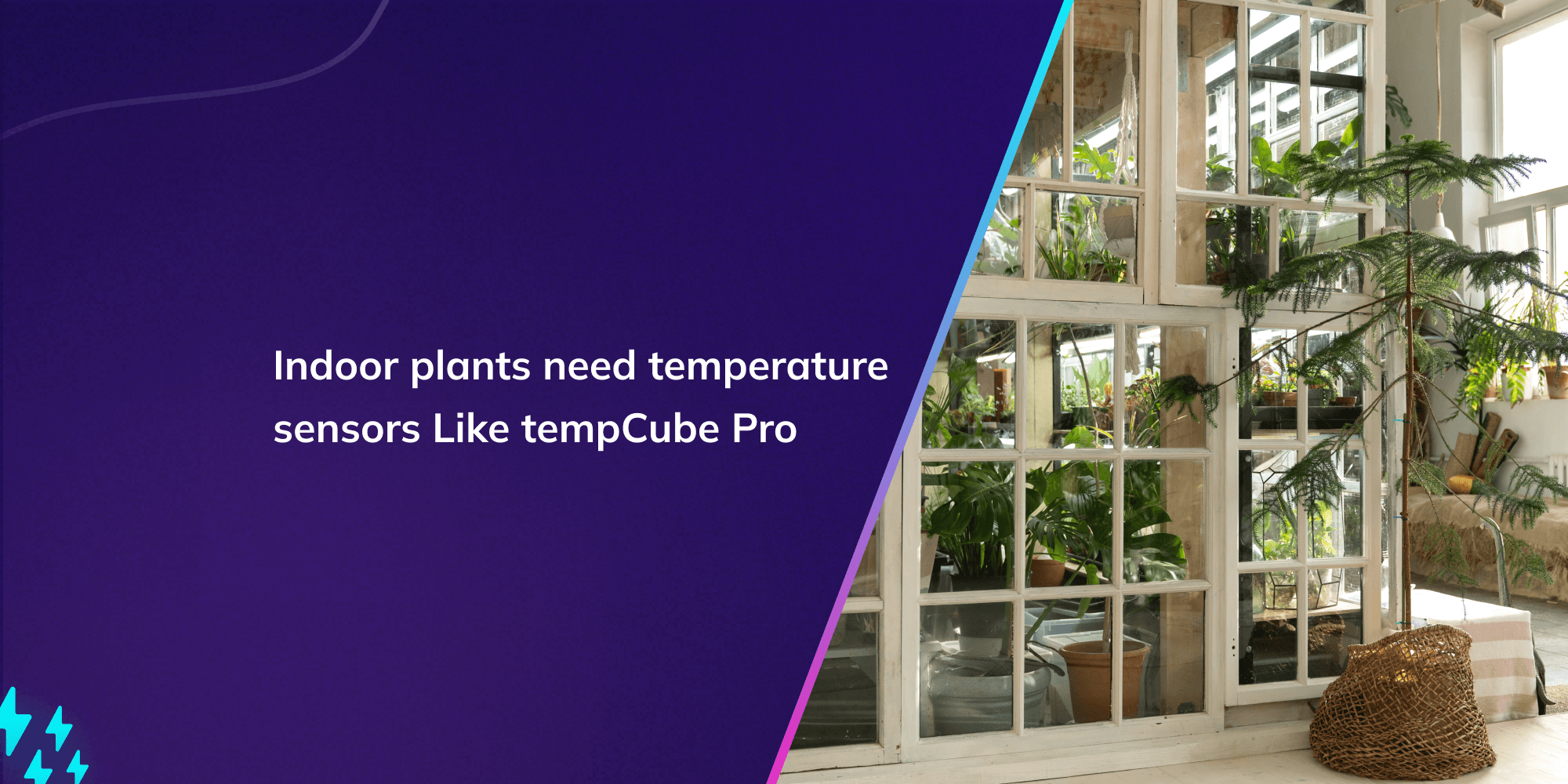Indoor plants need temperature sensors Like tempCube Pro