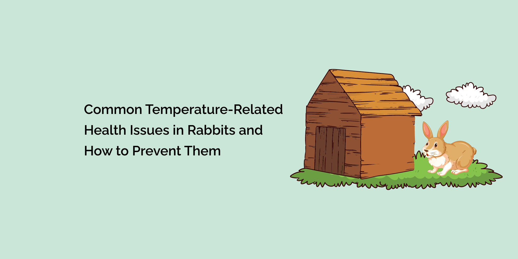 Common Temperature-Related Health Issues in Rabbits and How to Prevent Them