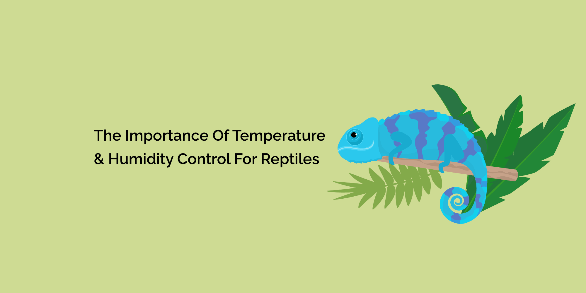 The Importance of Temperature & Humidity Control for Reptiles