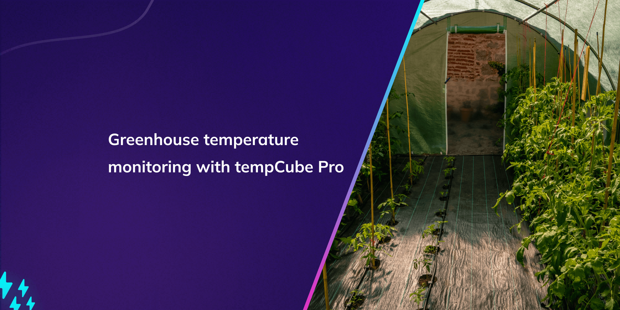 Greenhouse temperature monitoring with tempCube Pro