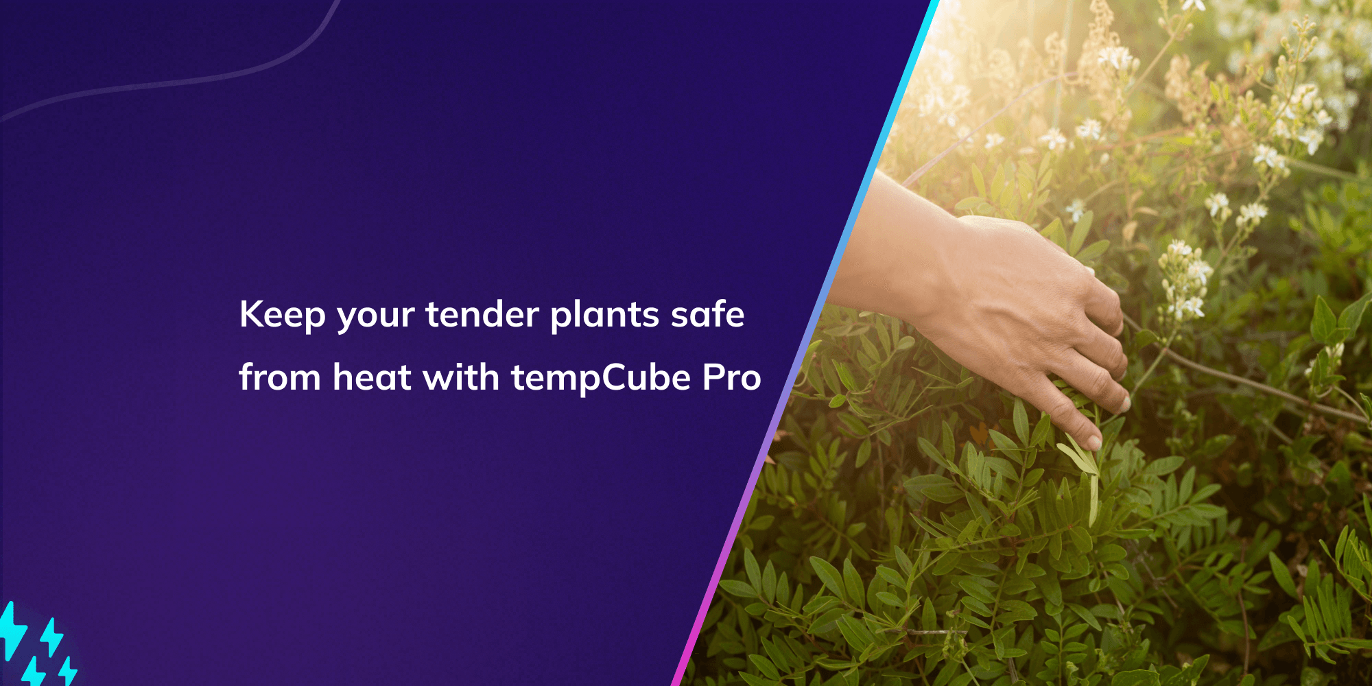 Keep your tender plants safe from heat with tempCube Pro
