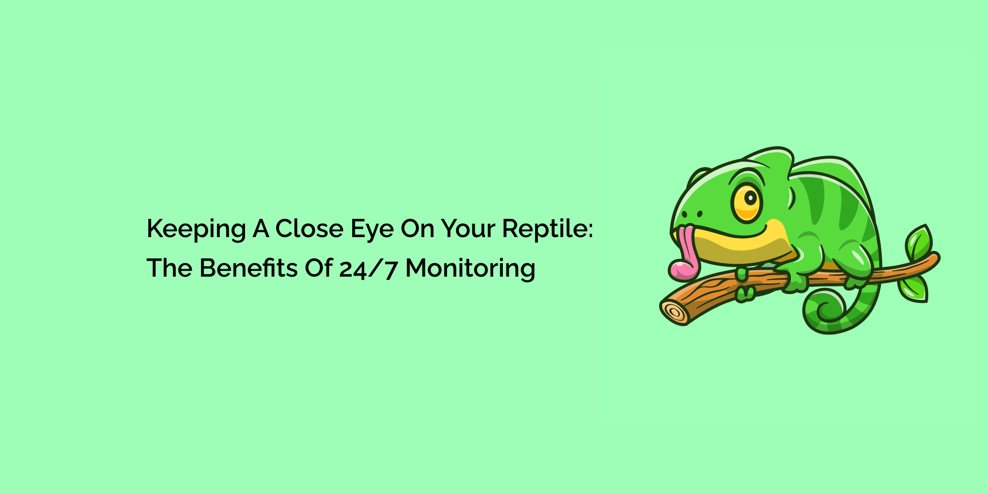 Keeping a Close Eye on Your Reptile: The Benefits of 24/7 Monitoring