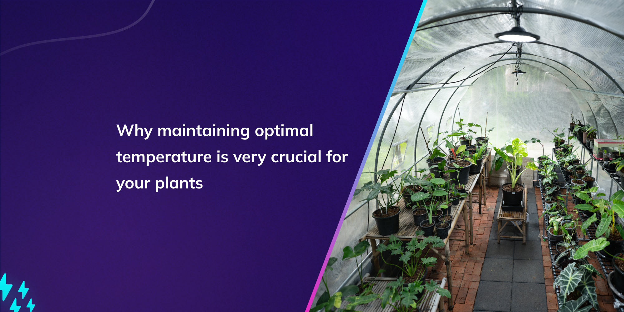 Why maintaining optimal temperature is very crucial for your plants