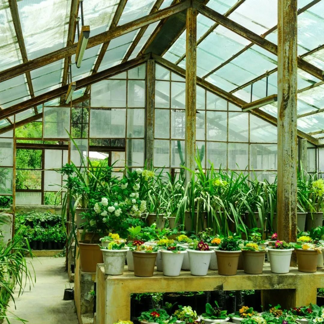 Greenhouse